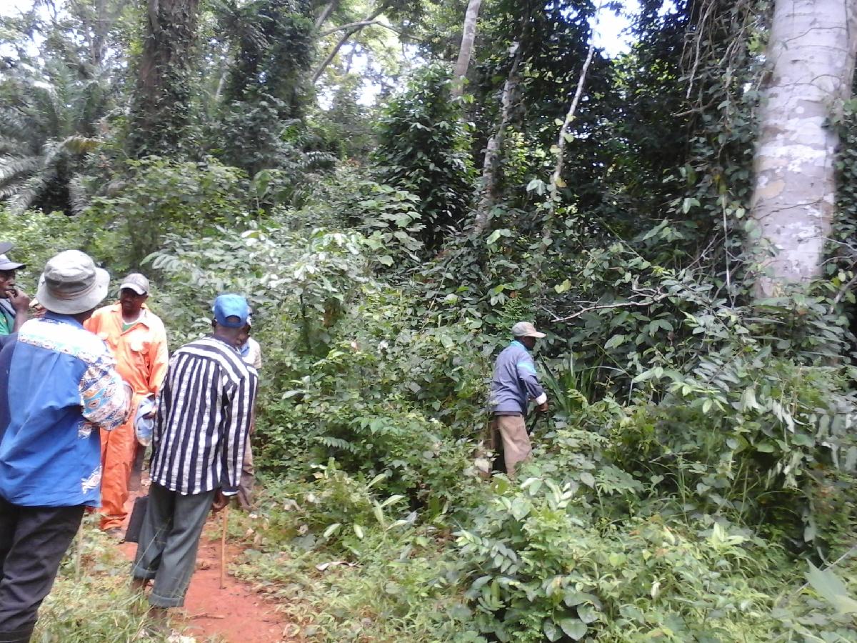 Location annuelle Terrain MENGANG CAMEROUN  