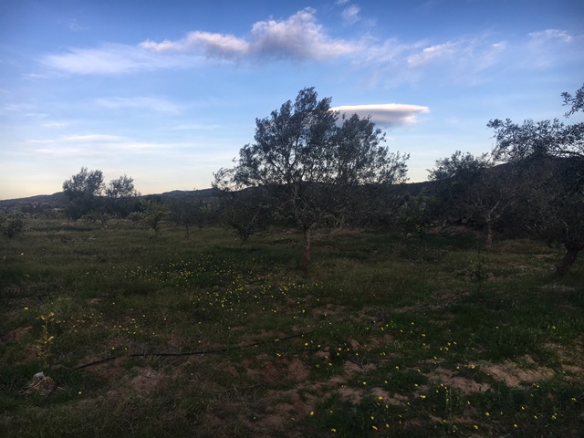 Location annuelle Terrain HAMMAMET TUNISIE  