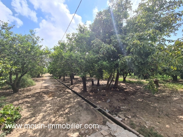 Location annuelle Terrain HAMMAMET TUNISIE  