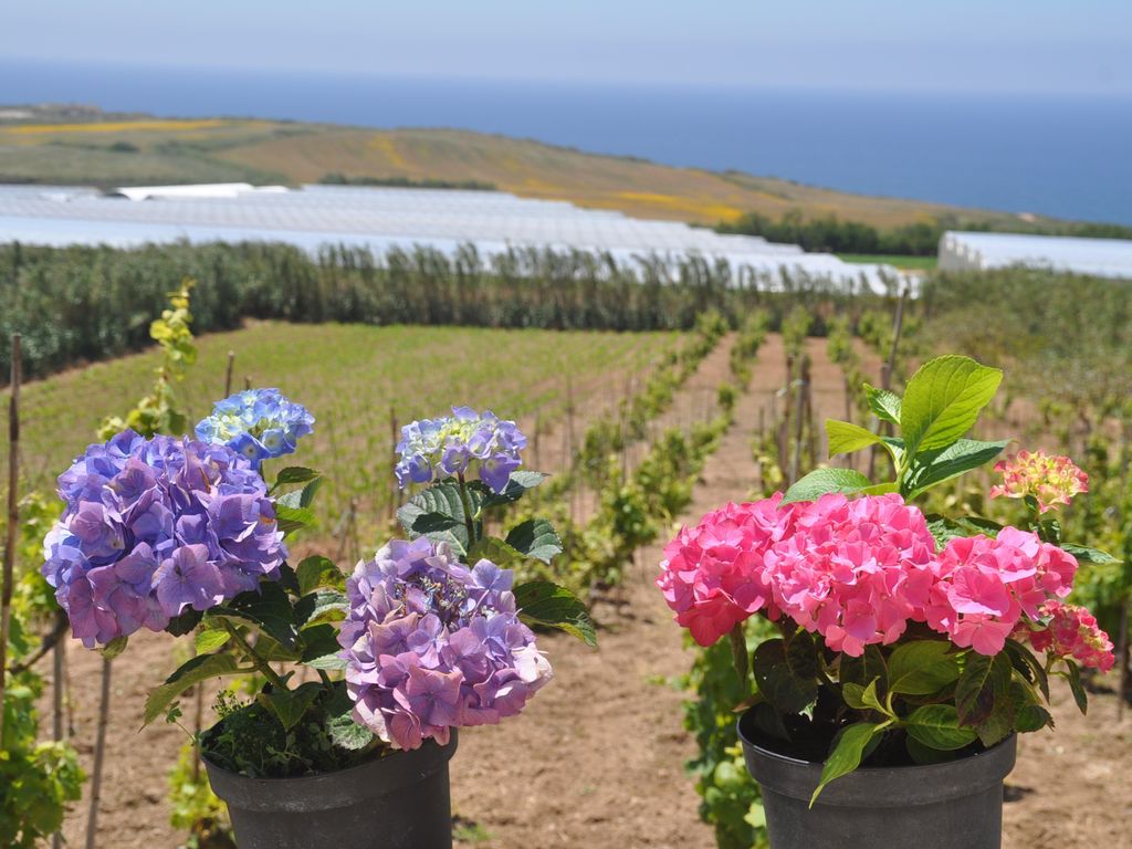 Vente&nbsp;Maison/Villa&nbsp;TORRES VEDRAS&nbsp;PORTUGAL&nbsp;&nbsp;