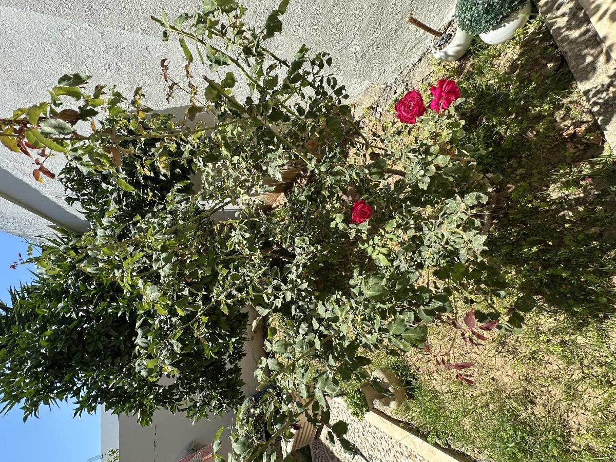 Vente&nbsp;Maison/Villa&nbsp;HAMMAM SOUSSE&nbsp;TUNISIE&nbsp;&nbsp;