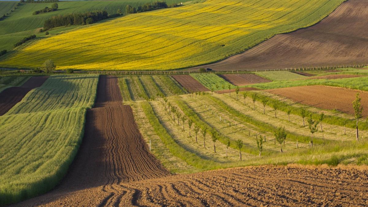 Vente&nbsp;Terrain&nbsp;AIN TEMOUCHENT&nbsp;ALGERIE&nbsp;&nbsp;