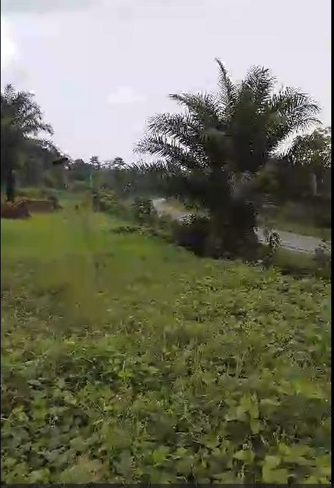 Vente&nbsp;Terrain&nbsp;KRIBI - BIPAGA II&nbsp;CAMEROUN&nbsp;&nbsp;