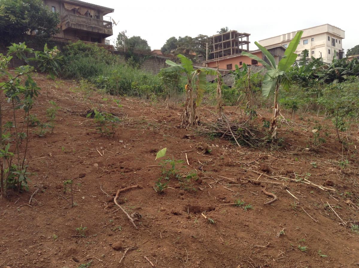 Vente Terrain NGOUSSO CAMEROUN  