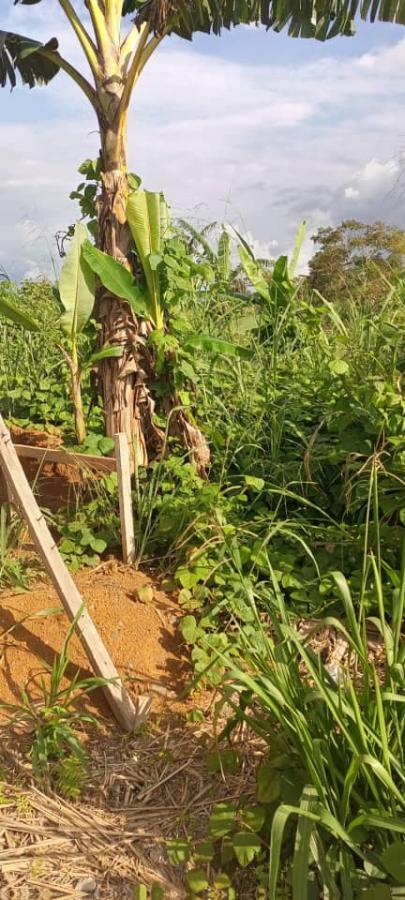 Vente Terrain YAOUNDE CAMEROUN  