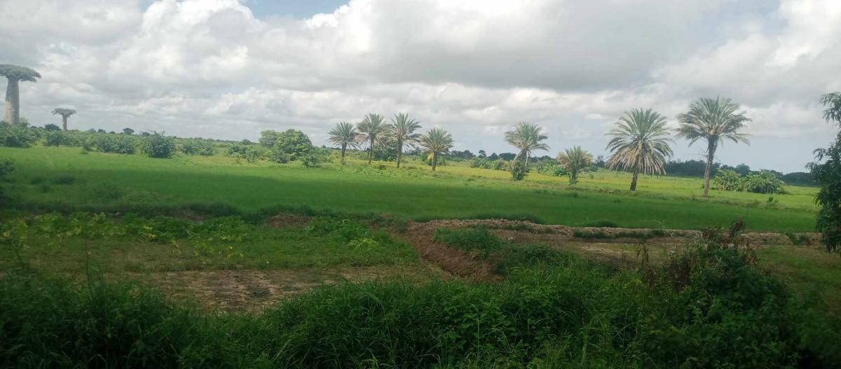 Vente&nbsp;Terrain&nbsp;MORONDAVA&nbsp;MADAGASCAR&nbsp;&nbsp;