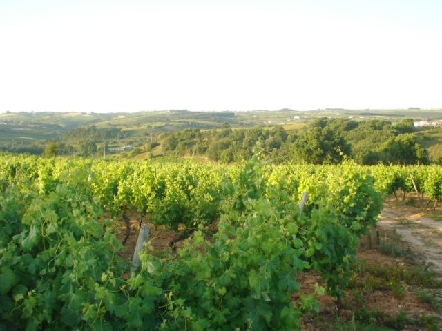 Vente&nbsp;Terrain&nbsp;BOMBARRAL&nbsp;PORTUGAL&nbsp;&nbsp;