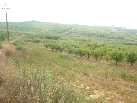 Vente&nbsp;Terrain&nbsp;OBIDOS&nbsp;PORTUGAL&nbsp;&nbsp;