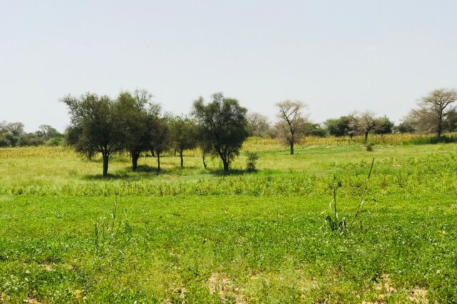 Vente Terrain BABA GARAGE SENEGAL  