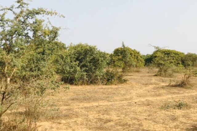 Vente Terrain DIENDER SENEGAL  