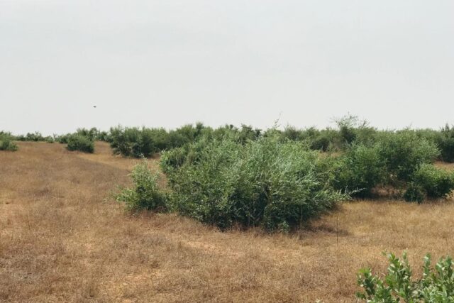 Vente Terrain DIOURBEL SENEGAL  