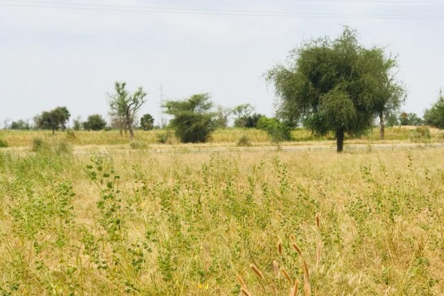 Vente Terrain DIOURBEL SENEGAL  