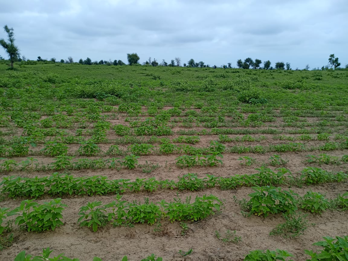 Vente Terrain DIOURBEL SENEGAL  