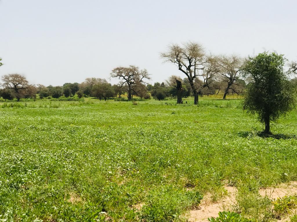 Vente Terrain DIOURBEL SENEGAL  