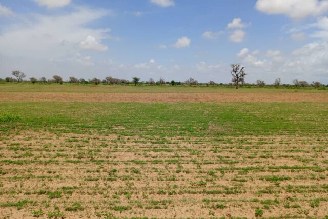 Vente Terrain DIOURBEL SENEGAL  