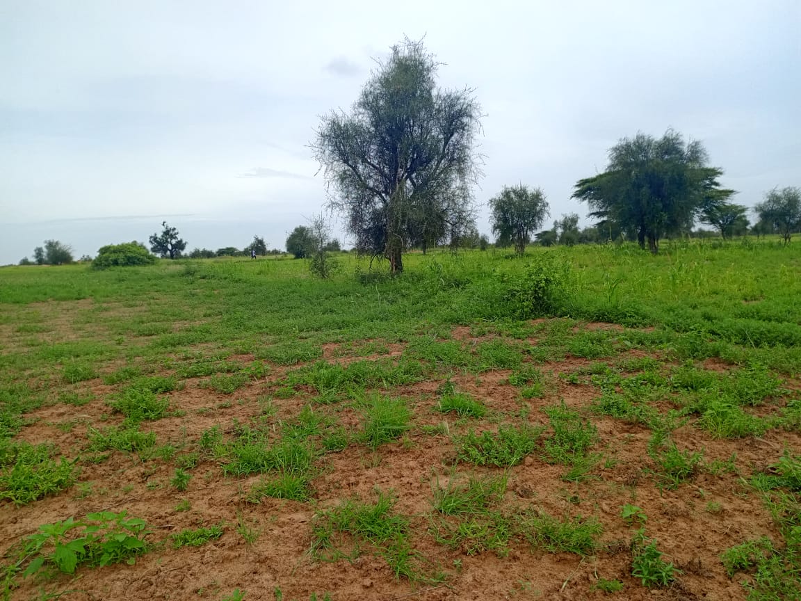 Vente Terrain DIOURBEL SENEGAL  