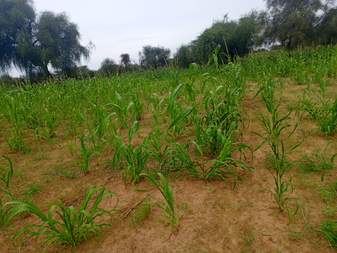 Vente Terrain DIOURBEL SENEGAL  