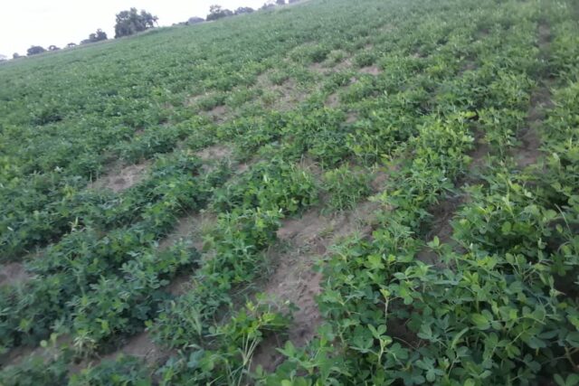 Vente Terrain FATICK SENEGAL  