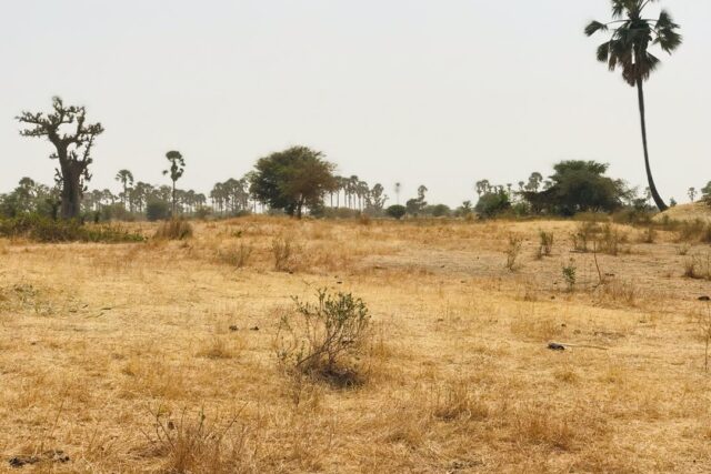 Vente Terrain FATICK SENEGAL  