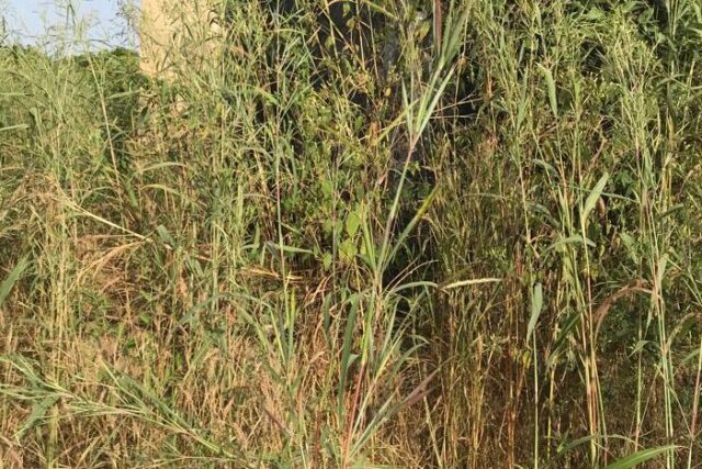 Vente Terrain FATICK SENEGAL  