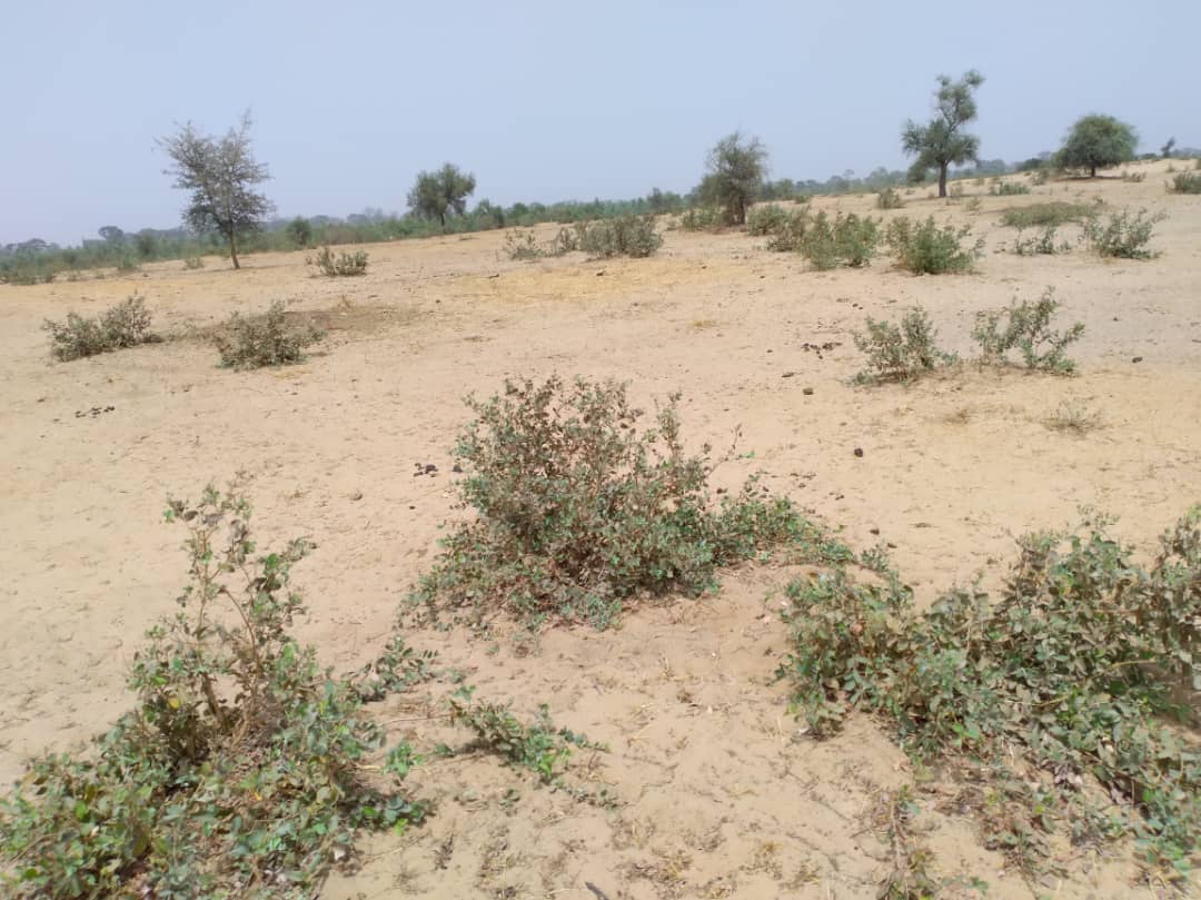 Vente Terrain FATICK DEPARTMENT SENEGAL  
