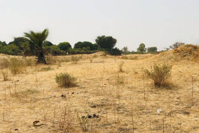 Vente Terrain FIMELA SENEGAL  