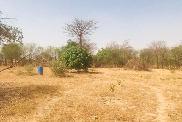 Vente Terrain KAFFRINE SENEGAL  