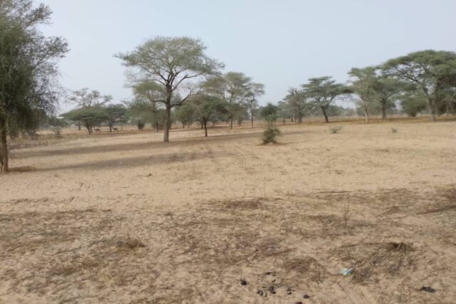 Vente Terrain KEUR SAMBA KANE SENEGAL  