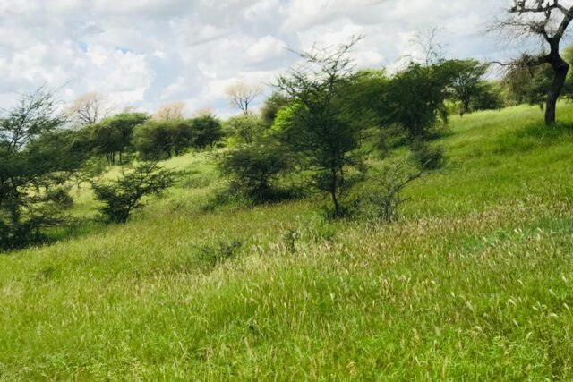 Vente Terrain KEUR SAMBA KANE SENEGAL  