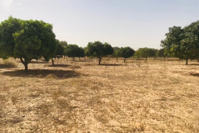Vente Terrain KOUL SENEGAL  