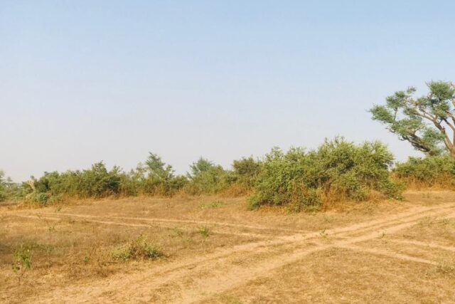 Vente Terrain KOUL SENEGAL  