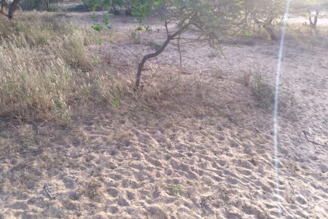 Vente Terrain LOUGA SENEGAL  