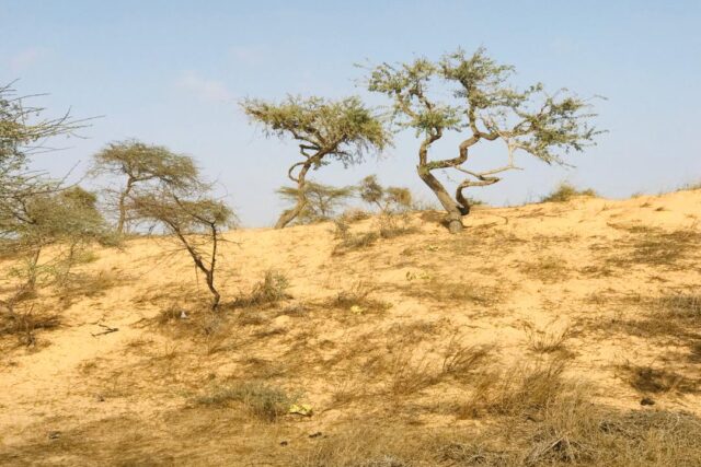 Vente Terrain LOUGA SENEGAL  