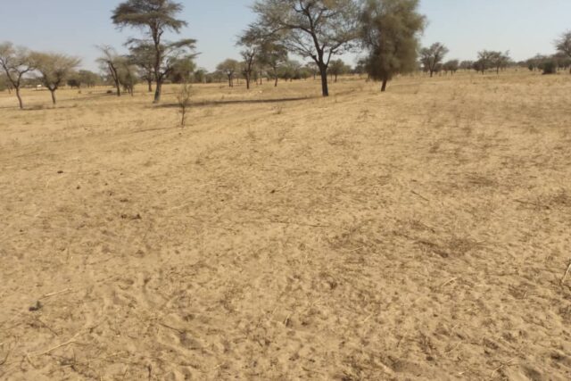 Vente Terrain LOUGA SENEGAL  