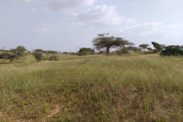 Vente Terrain LOUGA SENEGAL  