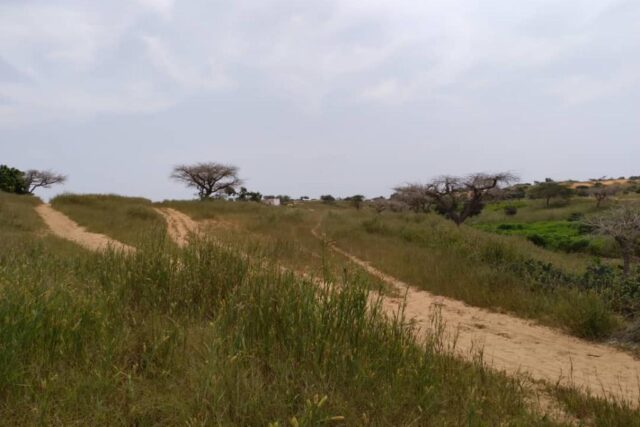 Vente Terrain LOUGA SENEGAL  
