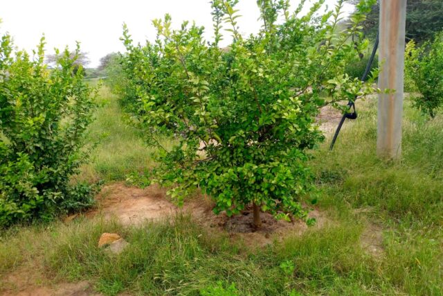Vente Terrain LOUGA SENEGAL  