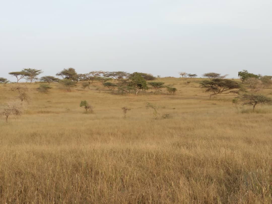 Vente Terrain LOUGA SENEGAL  