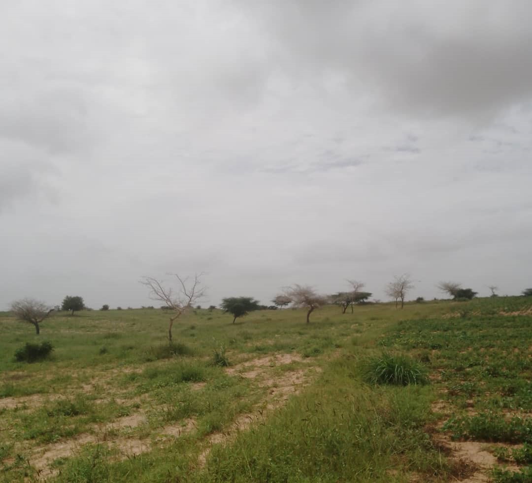 Vente Terrain LOUGA SENEGAL  