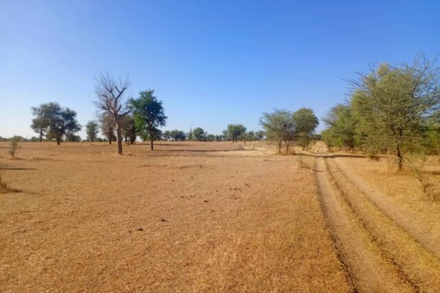 Vente Terrain LOUGA SENEGAL  