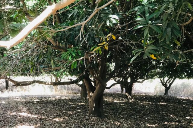 Vente Terrain MBOUR SENEGAL  