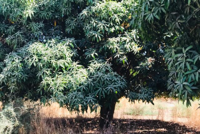 Vente Terrain MBOUR SENEGAL  