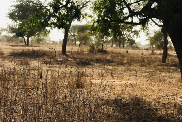 Vente Terrain MEOUANE SENEGAL  