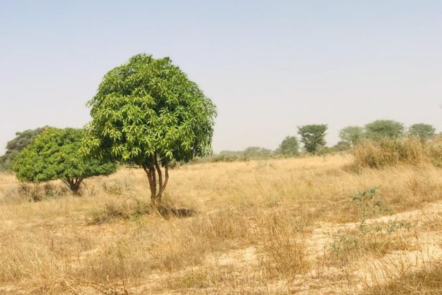 Vente Terrain MEOUANE SENEGAL  