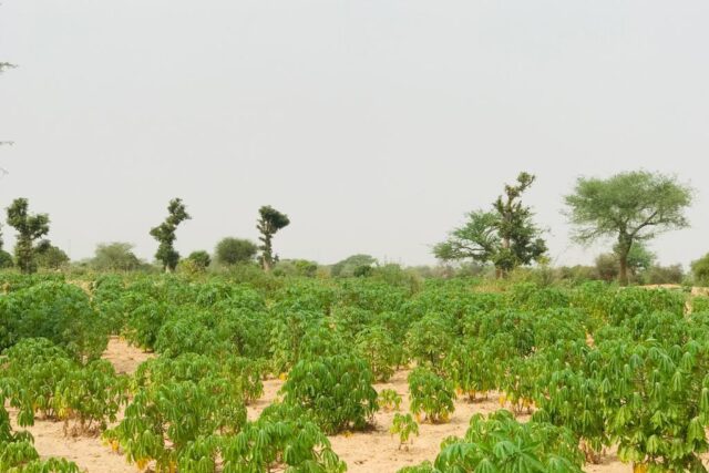 Vente Terrain MEOUANE SENEGAL  