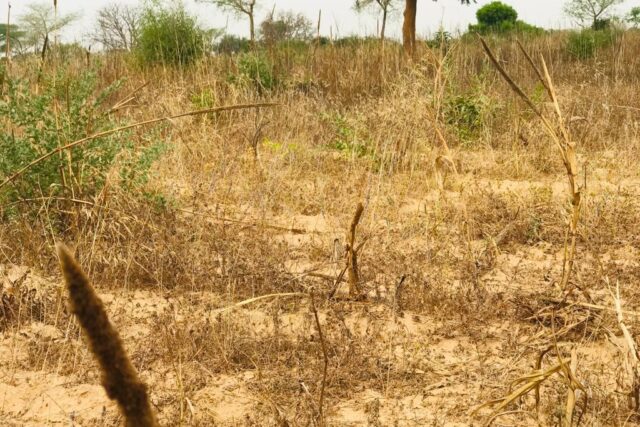 Vente Terrain MEOUANE SENEGAL  