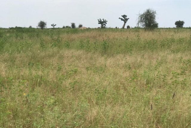 Vente Terrain NDIAGANIAO SENEGAL  
