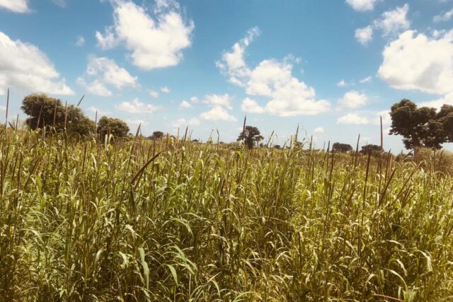 Vente Terrain NGUENIENE SENEGAL  