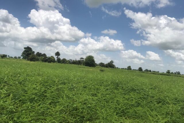 Vente Terrain NGUENIENE SENEGAL  