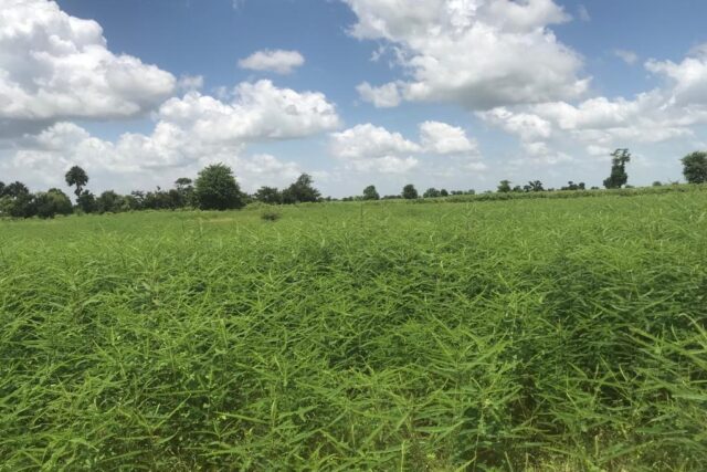Vente Terrain NGUENIENE SENEGAL  